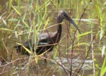 white-faced glossy ibis.jpg (9 Ko)